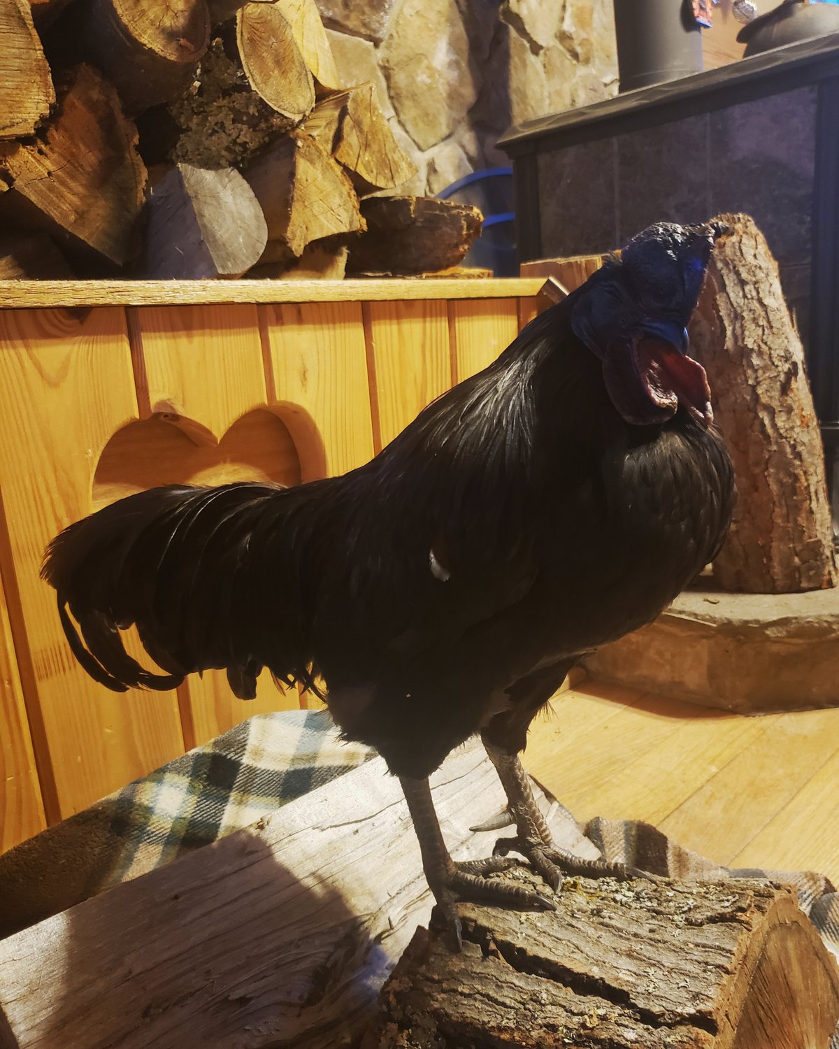 Pugsley, our oldest Ayam Cemani rooster, enjoys spending time inside the house and sleeping by the fireplace on the woodpile.